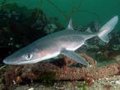 Пляжи Хасанского района Приморья атакуют акулы