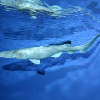 В Севастополе в бухте поймали обитателя Японского моря - акулу-гоблина. Видео