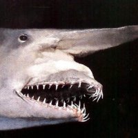 В Севастополе в бухте поймали обитателя Японского моря - акулу-гоблина. Видео