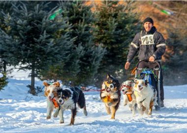 7 января на острове Русский пройдет Рождественская гонка собачьих упряжек