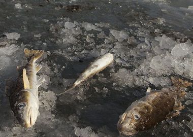 «Золотая рыбка-2015» собрала артемовских любителей зимней рыбалки