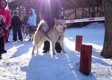 Во Владивостоке прошли соревнования по зимним дисциплинам ездового спорта