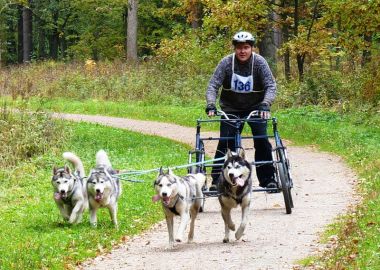 В Приморье пройдут соревнования ездовых собак в бесснежных дисциплинах ездового спорта