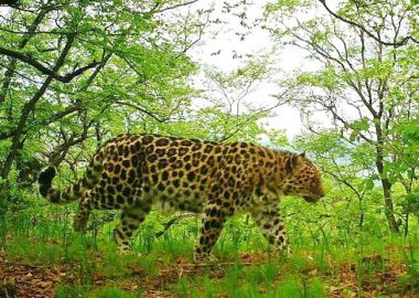 По нацпарку "Земля леопарда" в Приморье разрешат гулять без экскурсовода