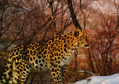 Леопардессу - талисман "Приморочки" - назвали Лея