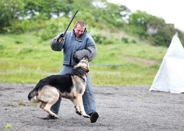 На чемпионате Дальнего Востока по спортивно-прикладному собаководству выбрали лучших кинологов и их питомцев