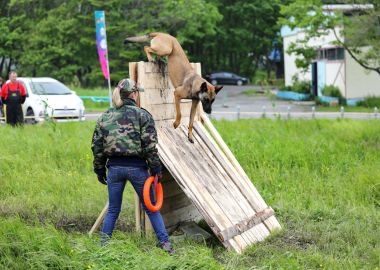 На чемпионате Дальнего Востока по спортивно-прикладному собаководству выбрали лучших кинологов и их питомцев